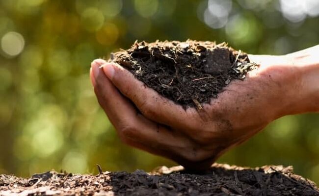 میکروب‌های خاک و نقش آنها در جذب فسفر توسط گیاهان