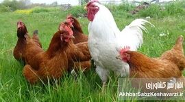 نژادهای بومی دام و طیور ایران، کلید خودکفایی پروتئین و اقتصاد مقاومتی!