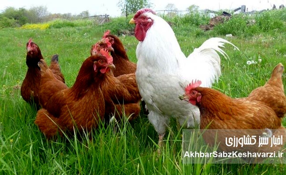 نژادهای بومی دام و طیور ایران، کلید خودکفایی پروتئین و اقتصاد مقاومتی!