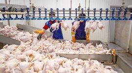 هشدار: مرغ را گران‌تر از این قیمت نخرید!