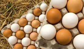 تولید بیش از یک میلیون و ۳۰۰ هزارتن تخم مرغ در کشور

