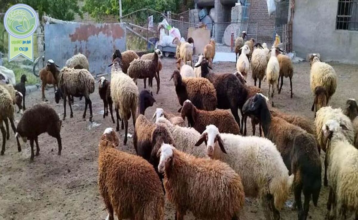 قیمت دام زنده در بازار چند؟/ بازار گوشت در ایام محرم آرام می‌گیرد؟

