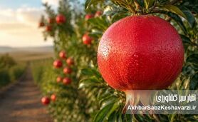 مدیریت هوشمند تغذیه انار در فاز زایشی؛ از تثبیت میوه تا تکامل فیزیولوژیک
