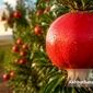 مدیریت هوشمند تغذیه انار در فاز زایشی؛ از تثبیت میوه تا تکامل فیزیولوژیک