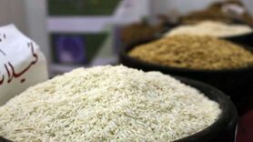 واردات بی رویه برنج به دلسردی شالیکاران منجر می‌شود


