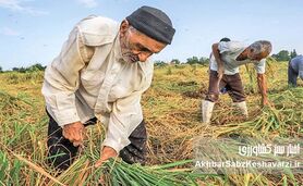 ​نجات کشاورزی ایران؛ راهکارهای نوین برای پایداری و بهره‌وری آب در مواجهه با چالش‌های اقلیمی