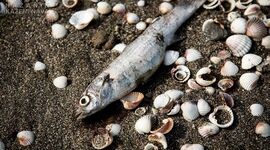 مرگ خاموش ماهیان ارزشمند خزر

