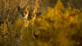 گربه‌ای که از خطر انقراض نجات یافت

