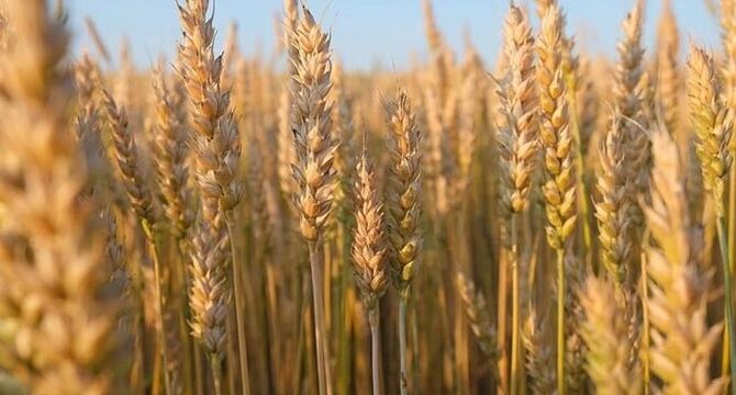 بیمه رایگان گندم در بیش از ۶ میلیون هکتار اجرایی شد