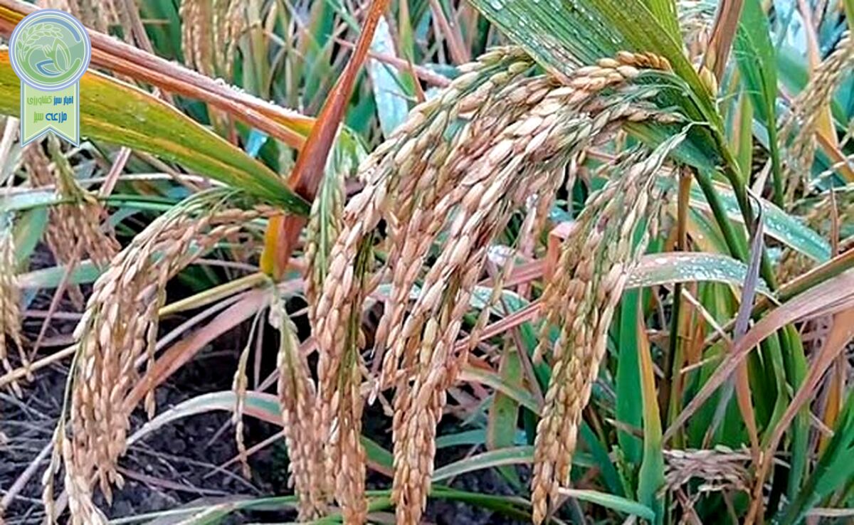 به ارث گذاشتن فقر برای آیندگان

