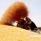 گندم در سیلو ماند، پول نیامد؛ قانون ۴۸ ساعته «۲ ماهه» شد