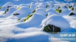 محصولاتی که در زمستان ارزش غذایی بیشتری دارند؟