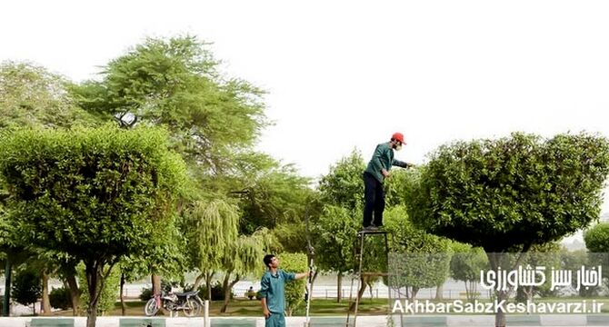 کنوکارپوس؛ درخت محبوب مدیران شهری که به کابوس زیرساخت‌های جنوب تبدیل شد
