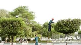 کنوکارپوس؛ درخت محبوب مدیران شهری که به کابوس زیرساخت‌های جنوب تبدیل شد
