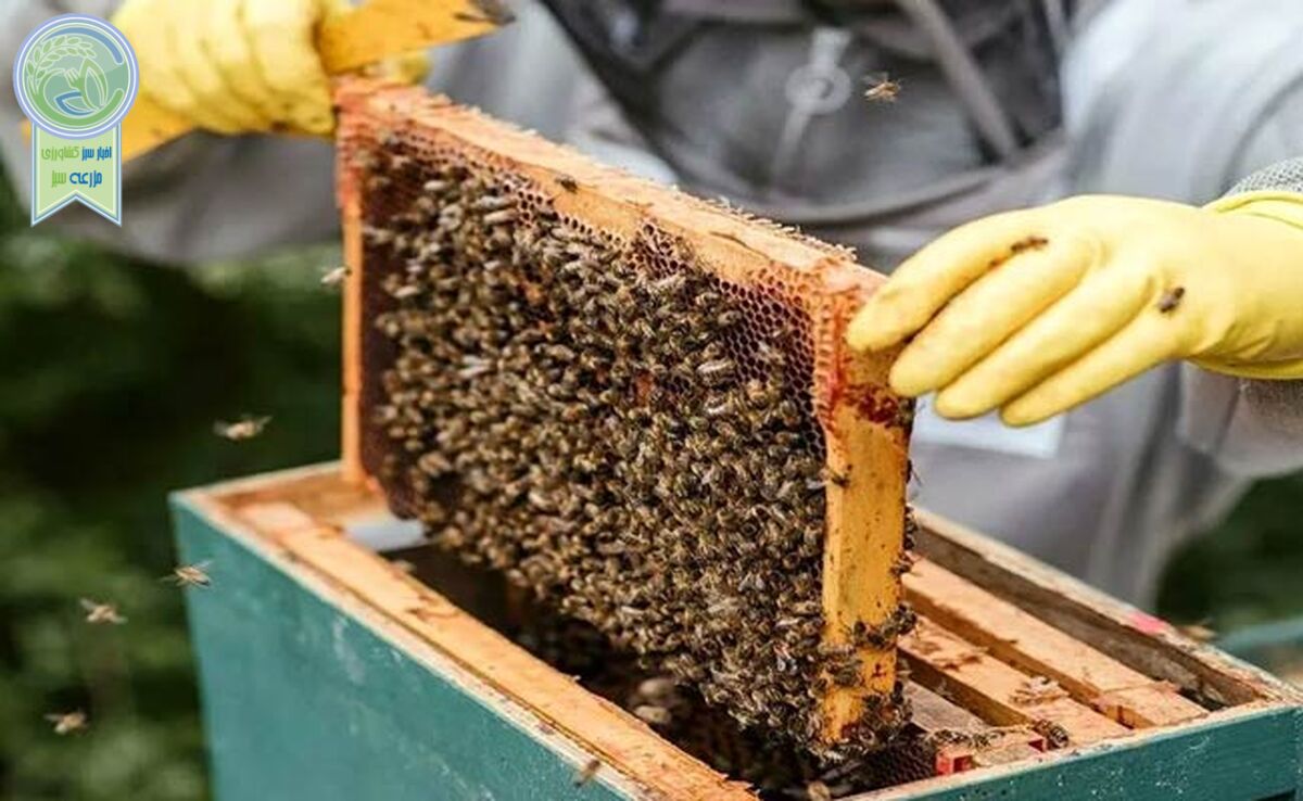 فرآورده‌های حاصل از زنبورداری و نوغانداری معاف از مالیات شد

