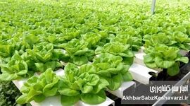 جهش کشاورزی با کشت بدون خاک و گلخانه‌های هوشمند