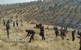  تأمین بیش از ۴۲ درصد گوشت قرمز از مراتع

