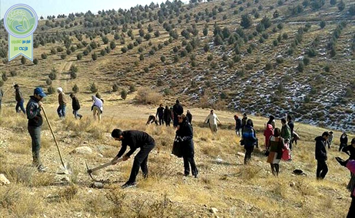  تأمین بیش از ۴۲ درصد گوشت قرمز از مراتع

