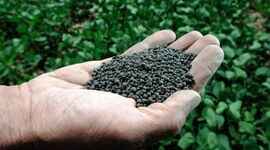 بحران بذر هیبرید؛ نقطه شکننده امنیت غذایی ایران