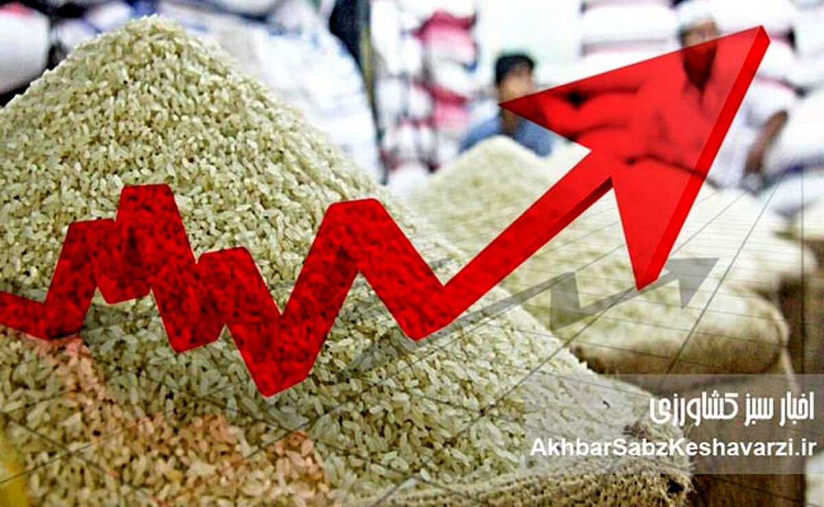 افزایش قیمت برنج ایرانی؛ چرا وعده‌های وزیر محقق نشد؟ +جدول جدید قیمت‌ها