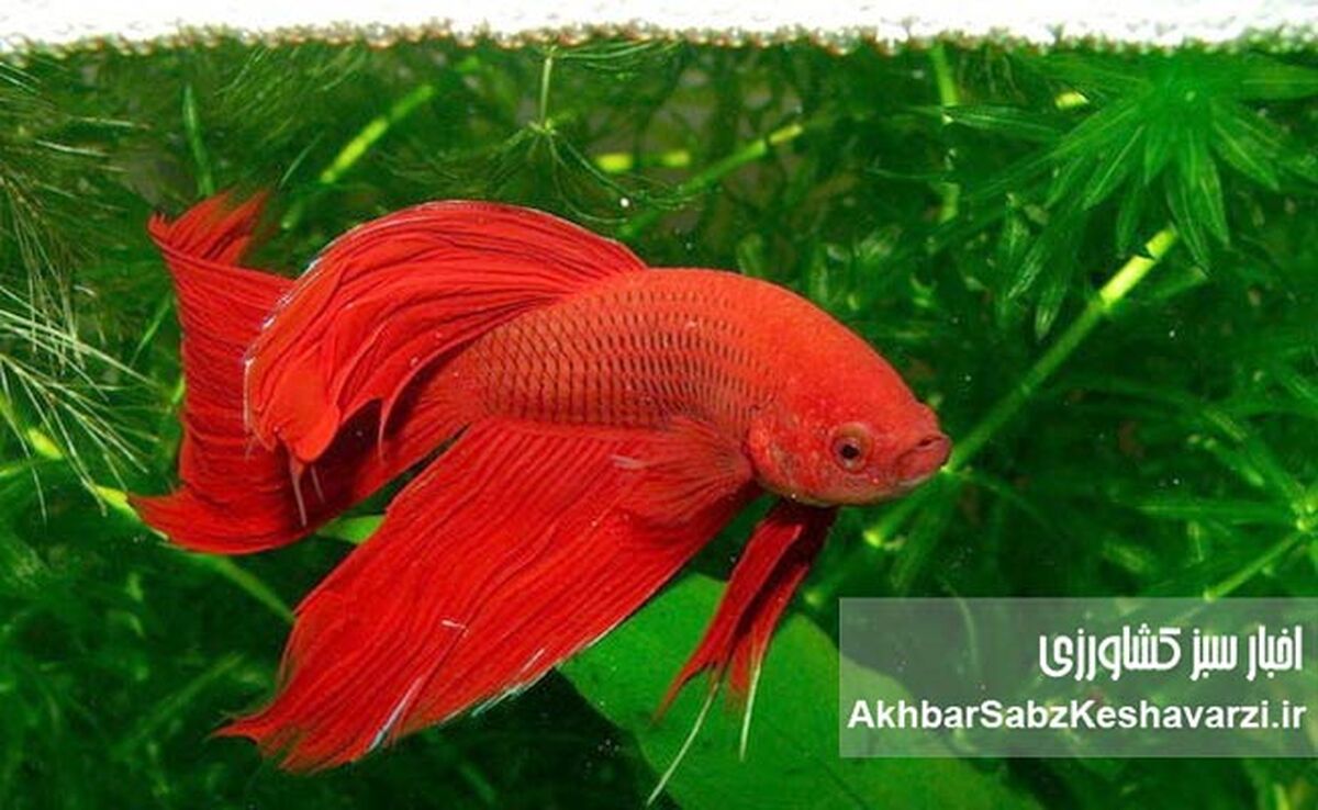 اهمیت پرورش ماهیان زینتی در ایران: فرصت اشتغال‌زایی در فضای کوچک و قابل اجرا