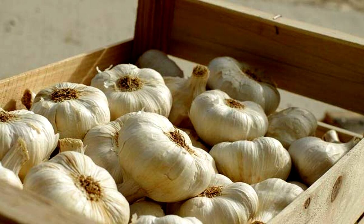 افزایش ۶۵ درصدی صادرات سیر

