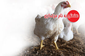 صنعتی به نام مرغداری

