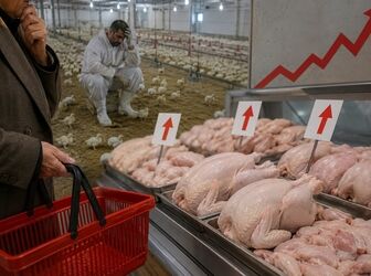 گرانی مرغ و آزمون ناکام وزارت جهاد کشاورزی در تنظیم بازار