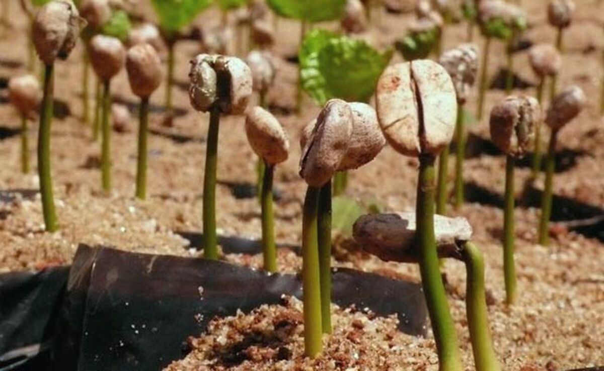 کاشت 10 هزار درخت قهوه در جنوب عمان

