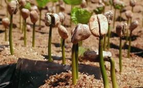 کاشت 10 هزار درخت قهوه در جنوب عمان

