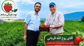 معجزه توت‌فرنگی در دلند؛ وقتی دانش جای سموم را می‌گیرد

