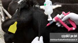 ورود ۲ میلیون دُز واکسن تب برفکی؛ کشور در آستانه ی  اعلام پایان بحران