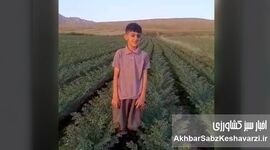ایمان پرتوی؛ روایت یک درس بزرگ از کشاورزی حفاظتی در روستای مرادآباد+ویدئو
