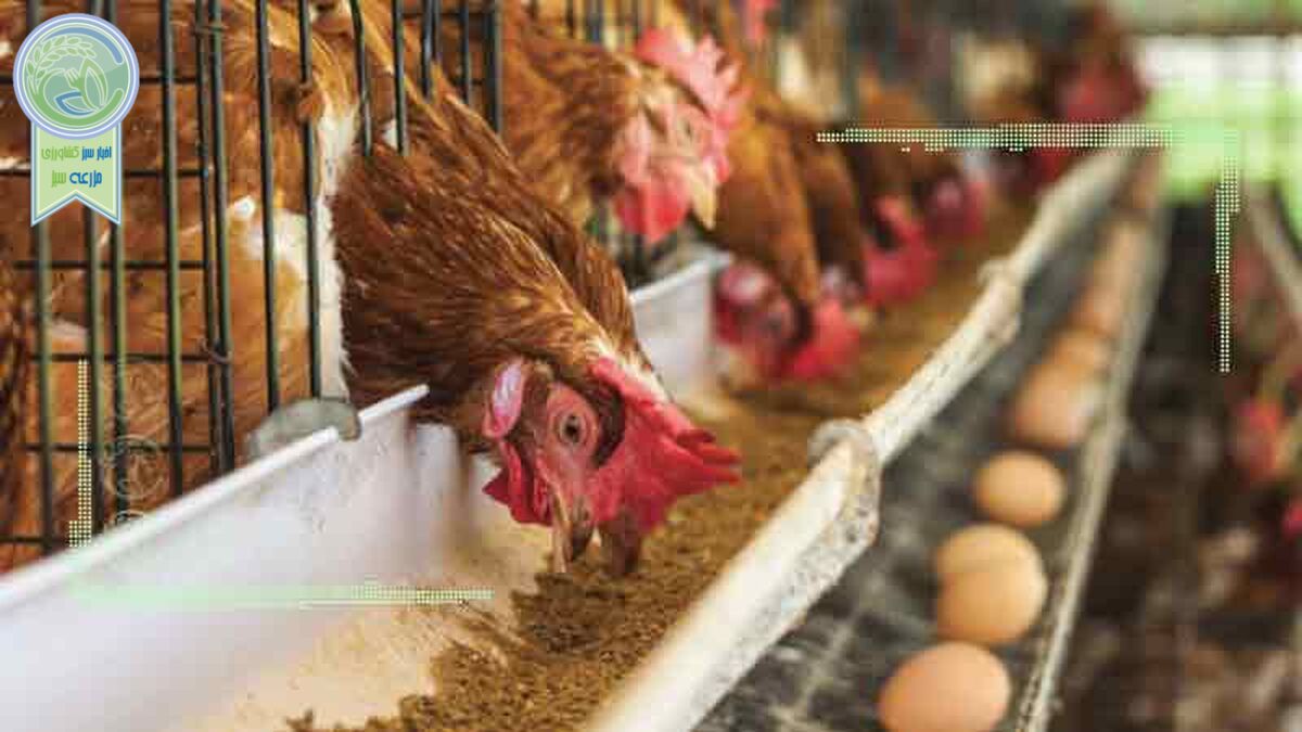 افزایش دو برابری صادرات تخم مرغ از ابتدای سال جاری
