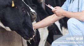 تب برفکی؛ وقتی واکسن به‌موقع رسید، اما غرامت هنوز پشت در مانده است