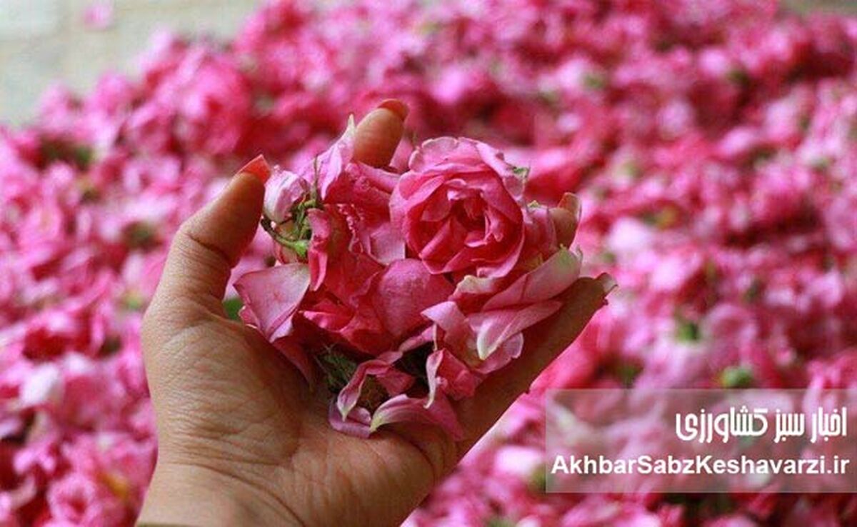 مشکلات گردشگری کاشان؛ شهر گلاب، گل دارد اما آب و برق و رمق گردشگری نه!