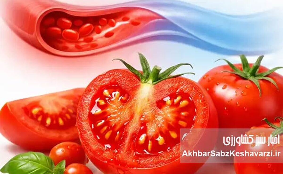 گوجه‌فرنگی چگونه فشار خون را پایین می‌آورد؟ یافته‌های تازه