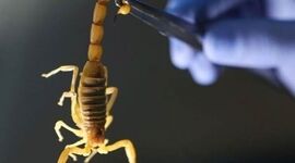 پرورش عقرب و مزایای آن