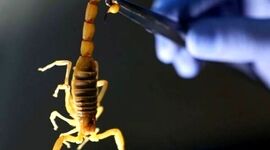 پرورش عقرب و مزایای آن