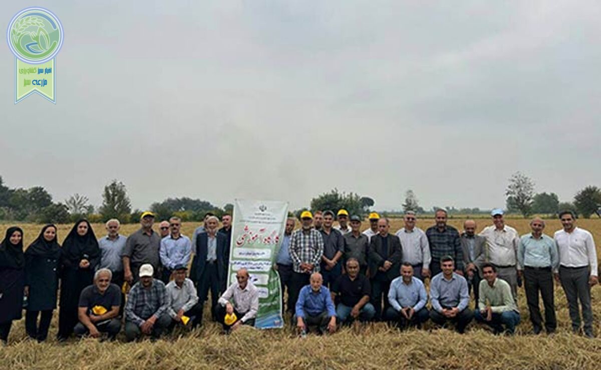 برنج گیاه آبزی نیست، بلکه آب‌دوست است+ ویدئو

