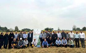 برنج گیاه آبزی نیست، بلکه آب‌دوست است+ ویدئو

