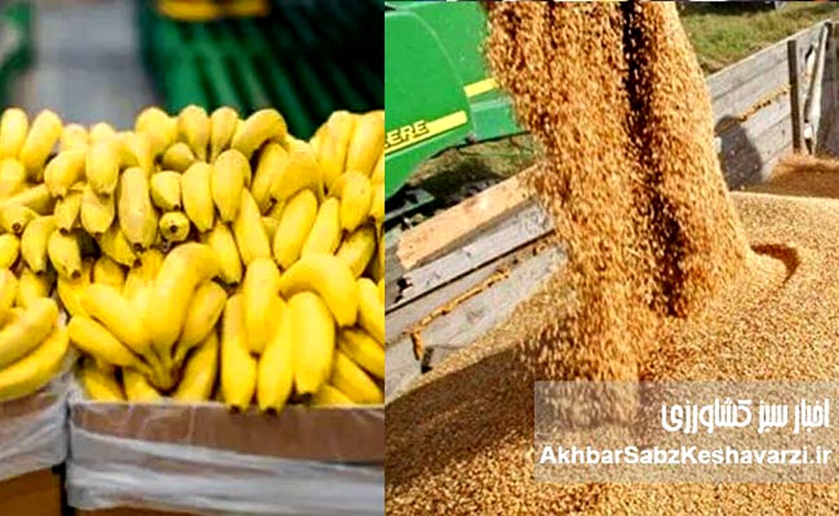 وقتی ۲۳۸ میلیون دلار برای واردات موز هست، اما دامدار برای نهاده درمانده است