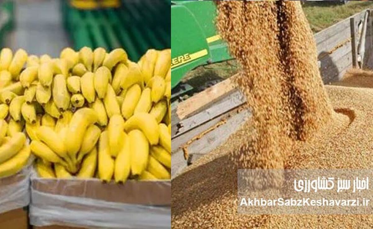 وقتی ۲۳۸ میلیون دلار برای واردات موز هست، اما دامدار برای نهاده درمانده است