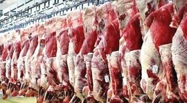 انباشتگی ۵۰ هزارتن گوشت قرمز روی دست دامداران
