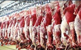 انباشتگی ۵۰ هزارتن گوشت قرمز روی دست دامداران
