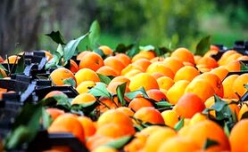 چین به دنبال مرکبات مازندران است

