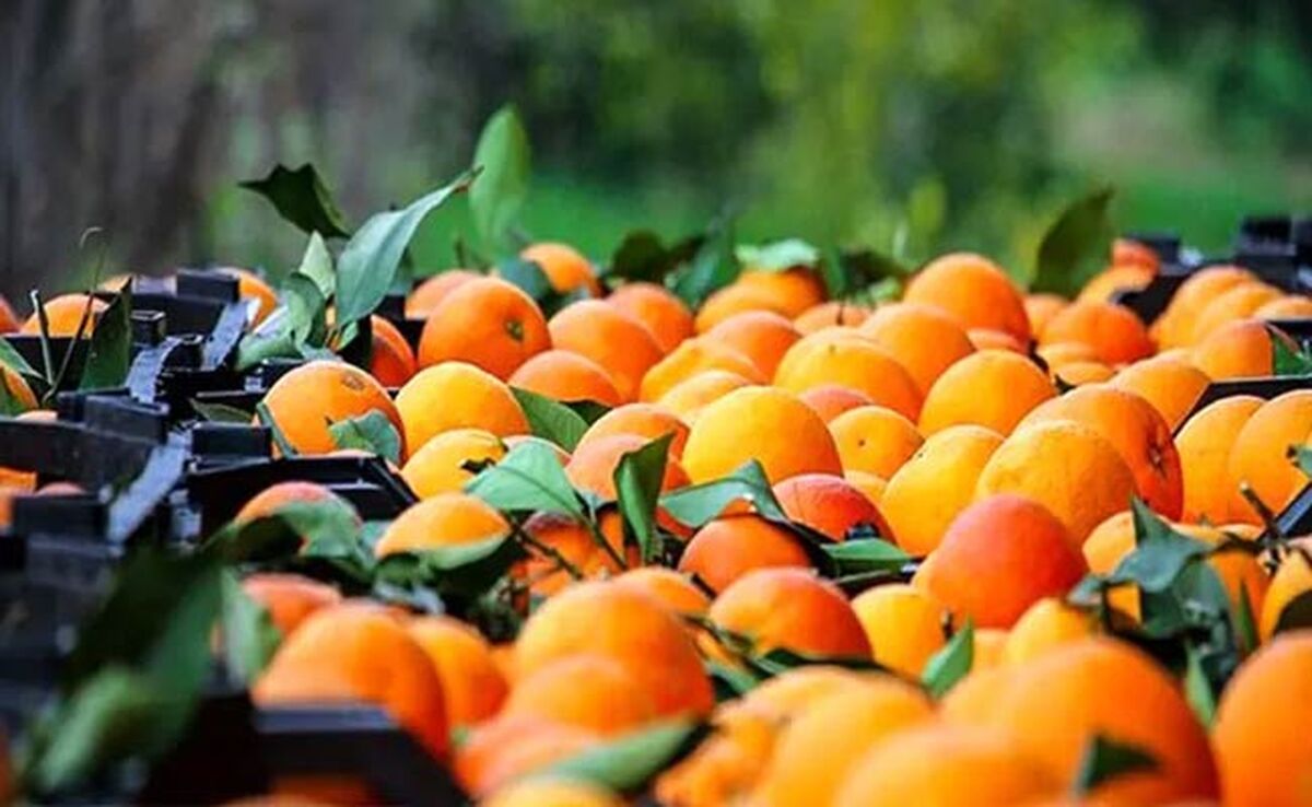 چین به دنبال مرکبات مازندران است

