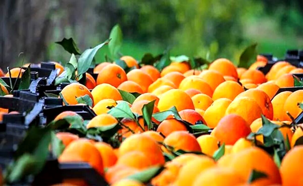 چین به دنبال مرکبات مازندران است


