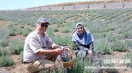 نجات خاک با عطر اسطوخودوس؛ کمربند سبزِ اراضی شیبدار گلستان