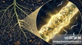 استراتژی نوین  مدیریت تلفیقی آفات در نخیلات جنوب ایران